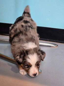 MA1 Lily -  Australian Shepherd Dog Available for Adoption in Ashland, Wisconsin - MA1 Lily | PetCurious