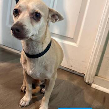 Buddy -  Chihuahua Dog for Adoption in Tampa, Florida - Buddy | PetCurious