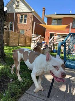 Pit Bull Terrier and French Bulldog Dogs Available for Adoption in Germantown, Ohio - Miss Piggie | PetCurious