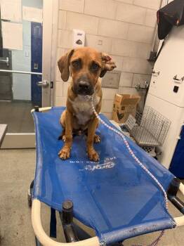 KERRY -  Mixed Breed Dog for Adoption in Dallas, Texas - KERRY | PetCurious