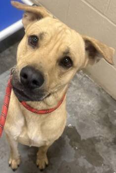 Labrador Retriever and Mixed Breed Dogs Available for Adoption in North Charleston, South Carolina - 05763B Dino | PetCurious