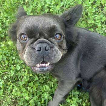 Angel -  French Bulldog Dog for Adoption in Huber Heights, Ohio - Angel | PetCurious