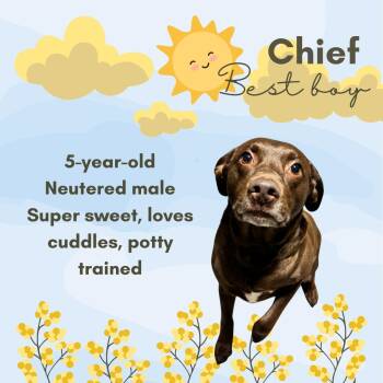 Chocolate Labrador Retriever Dogs Available for Adoption in Watauga, Texas - Chief | PetCurious