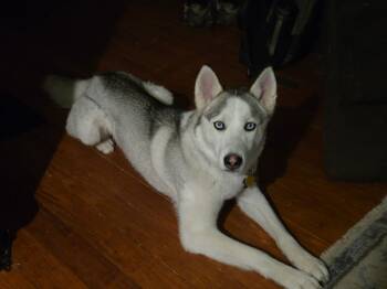 Siberian Husky Dogs Available for Adoption in Spring City, Pennsylvania - Loki | PetCurious