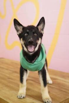 Shaggy -  Husky Dog for Adoption in Pasadena, California - Shaggy | PetCurious