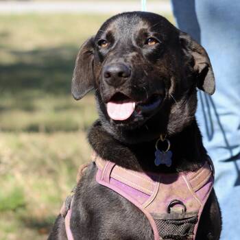 Labrador Retriever Dogs Available for Adoption in Columbia, South Carolina - Mango | PetCurious