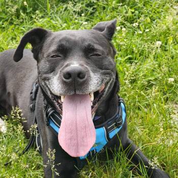 Zander -  Boxer Dog for Adoption in Salem, New Hampshire - Zander | PetCurious