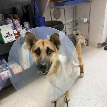 Geno -  Shepherd Dog for Adoption in Long Beach, California - Geno | PetCurious