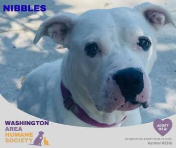 Nibbles -  Pit Bull Terrier Dog for Adoption in Eighty Four, Pennsylvania - Nibbles | PetCurious