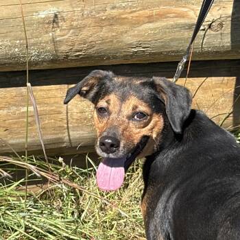 Farrah -  Chiweenie Dog for Adoption in Thibodaux, Louisiana - Farrah | PetCurious