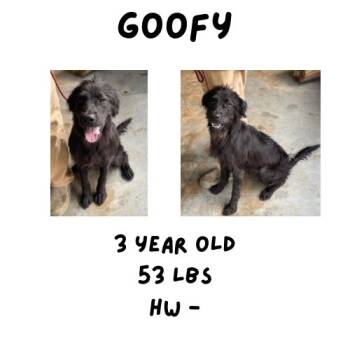 Rescue Mixed Breed Dogs for Adoption in Albany, Georgia - Goofy | PetCurious