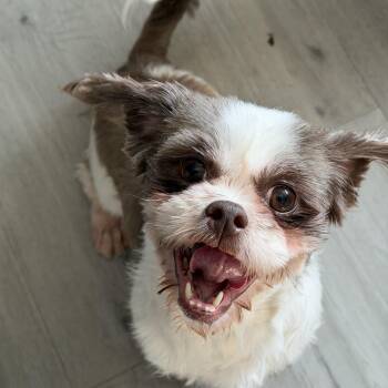 Shih Tzu Dogs Available for Adoption - Truffle  | PetCurious