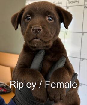 Labrador Retriever Dogs Available for Adoption in Carmel Hamlet, New York - Ripley | PetCurious