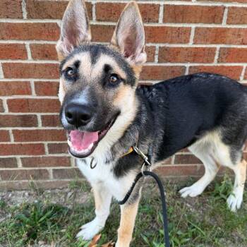 Pebble -  German Shepherd Dog Dog for Adoption in Grand Rapids, Michigan - Pebble | PetCurious