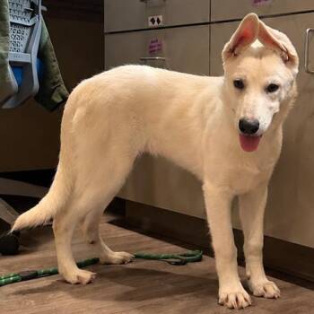 Shepherd Dogs Available for Adoption in Chesapeake, Virginia - Chicken | PetCurious