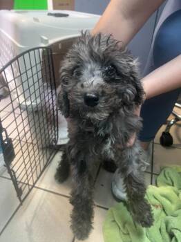 Brulee -  Poodle and Bernese Mountain Dog Dog for Adoption in Sebastian, Florida - Brulee | PetCurious