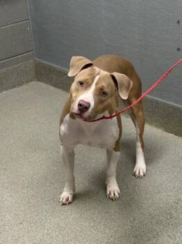 JESIKA -  Pit Bull Terrier Dog for Adoption in Las Vegas, Nevada - JESIKA | PetCurious