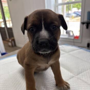 Shepherd and Mixed Breed Dogs Available for Adoption in Freeport, Florida - Andrea | PetCurious
