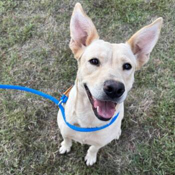 Rescue Labrador Retriever Dogs for Adoption in Houston, Texas - Ducky | PetCurious