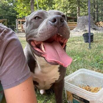 Pit Bull Terrier Dogs Available for Adoption - Hitch | PetCurious