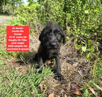 Black Labrador Retriever and Poodle Dogs Available for Adoption - Air Bender | PetCurious