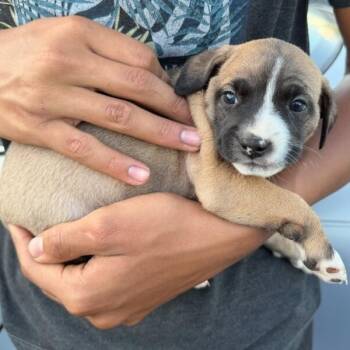 Mixed Breed Dogs Available for Adoption in Sarasota, Florida - Clover | PetCurious