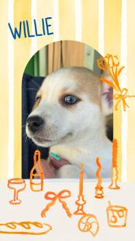 Willie -  Chihuahua Dog for Adoption in Eugene, Oregon - Willie | PetCurious