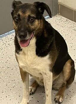 German Shepherd Dog and Mixed Breed Dogs Available for Adoption in Forney, Texas - ANGEL | PetCurious