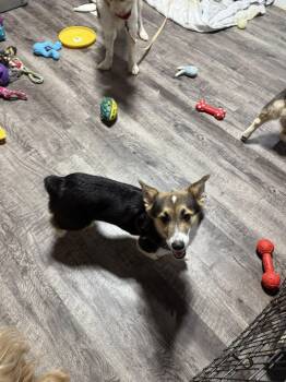 Rescue Corgi Dogs for Adoption in Alma, Michigan - Jade | PetCurious