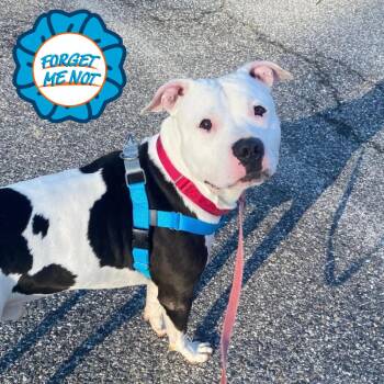 Pit Bull Terrier Dogs Available for Adoption in Baltimore, Maryland - Chop | PetCurious