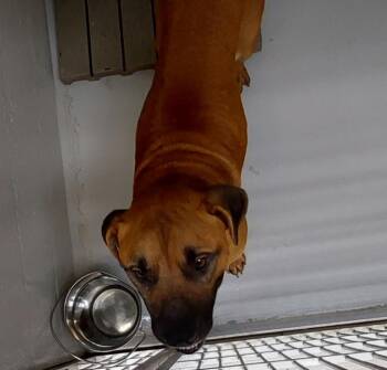 Mo(was Donatello) -  Terrier Dog for Adoption in Mocksville, North Carolina - Mo(was Donatello) | PetCurious