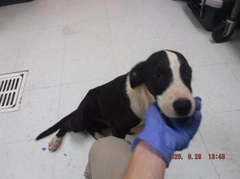 SHREK -  Border Collie and Mixed Breed Dog for Adoption in Oroville, California - SHREK | PetCurious