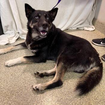 IVHS-Stray-143415 -  Husky and Shepherd Dog for Adoption in San Gabriel, California - IVHS-Stray-143415 | PetCurious