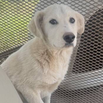 Labrador Retriever Dogs Available for Adoption in Marfa, Texas - Bohème | PetCurious