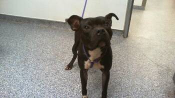 NORM -  Pit Bull Terrier Dog for Adoption in Charlotte, North Carolina - NORM | PetCurious