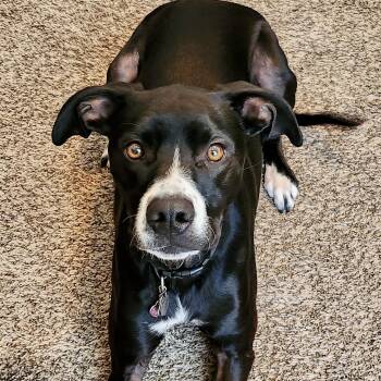 Rescue Pit Bull Terrier Dogs for Adoption in Mead, Colorado - Oreo | PetCurious