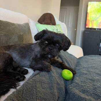 Milo -  Shih Tzu Dog for Adoption in Las Vegas, Nevada - Milo | PetCurious