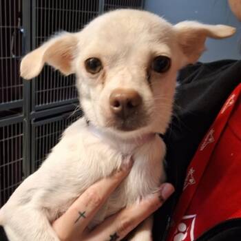 Rescue Chihuahua and Mixed Breed Dogs for Adoption in Kansas City, Missouri - Patsy | PetCurious