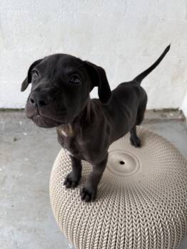 Boxer and Labrador Retriever Dogs Available for Adoption - O