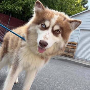 Aspen -  Husky and Mixed Breed Dog for Adoption in Concord, North Carolina - Aspen | PetCurious