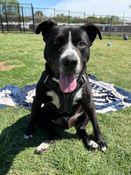 Job -  Black Labrador Retriever Dog for Adoption in Denton, Texas - Job | PetCurious