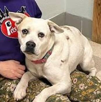 French Bulldog and Great Pyrenees Dogs Available for Adoption in Libby, Montana - Ginny | PetCurious