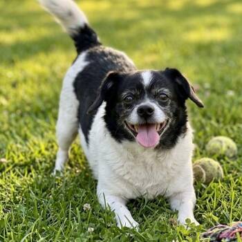 Sophie -  Shih Tzu and Yorkshire Terrier Dog for Adoption in Athens, Alabama - Sophie | PetCurious