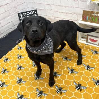 Subaruu -  Black Labrador Retriever and Mixed Breed Dog for Adoption in Northville, Michigan - Subaruu | PetCurious