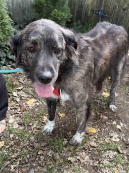 Rubideaux/not in program -  Great Pyrenees and Anatolian Shepherd Dog for Adoption in Hutchinson, Kansas - Rubideaux/not In Program | PetCurious