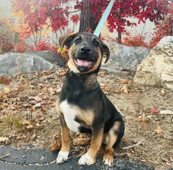 Reclaim in NH. Come Meet our Adoptable Dogs Wednesday-Saturday.  -  Shepherd Dog for Adoption in Manchester, New Hampshire - Reclaim In NH. Come Meet Our Adoptable Dogs Wednesday-Saturday.  | PetCurious