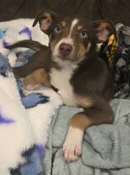 Echo -  Australian Shepherd Dog for Adoption in Grand Rapids, Michigan - Echo | PetCurious