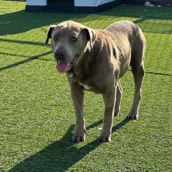 Fletcher -  Labrador Retriever Dog for Adoption in Truth Or Consequences, New Mexico - Fletcher | PetCurious