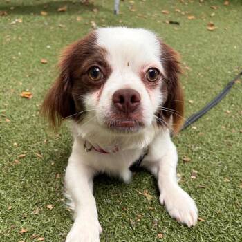 Nicky -  Cavalier King Charles Spaniel and Mixed Breed Dog for Adoption in Providence, Rhode Island - Nicky | PetCurious