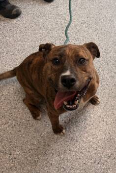 Diesel -  Pit Bull Terrier Dog for Adoption in Kansas City, Missouri - Diesel | PetCurious